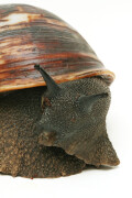 Archachatina marginata marginata Cameroon adult